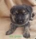 German Shepherd Puppies for sale in Pleasant Prairie, WI, USA. price: $800