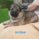 German Shepherd Puppies for sale in Pleasant Prairie, WI, USA. price: $900