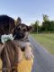 German Shepherd Puppies for sale in Albany, GA, USA. price: $850