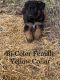 German Shepherd Puppies for sale in Berea, KY, USA. price: NA