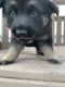 German Shepherd Puppies for sale in Montgomery, MN 56069, USA. price: $500