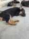 German Shepherd Puppies for sale in San Jacinto, CA, USA. price: $1,000