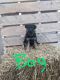 German Shepherd Puppies for sale in Albany, MN 56307, USA. price: $1,000