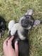 German Shepherd Puppies for sale in New Kent, VA 23124, USA. price: $900