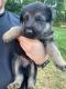German Shepherd Puppies for sale in Spartanburg, SC, USA. price: $175
