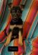 German Shepherd Puppies for sale in Washburn, MO 65772, USA. price: $700