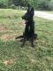 German Shepherd Puppies for sale in Honea Path, SC 29654, USA. price: NA