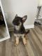German Shepherd Puppies for sale in Chula Vista, CA 91913, USA. price: $800