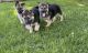 German Shepherd Puppies for sale in Milaca, MN 56353, USA. price: $750