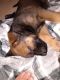 German Shepherd Puppies for sale in Springfield, MO, USA. price: $250