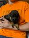 German Shepherd Puppies for sale in Ayden, NC 28513, USA. price: NA