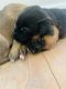 German Shepherd Puppies for sale in Eminence, MO 65466, USA. price: NA