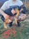 German Shepherd Puppies for sale in Carrollton, GA, USA. price: $500