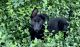 German Shepherd Puppies for sale in Rockford, IL, USA. price: $2,500