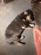 German Shepherd Puppies for sale in State Hwy 13, Montgomery, MN, USA. price: $675