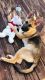 German Shepherd Puppies for sale in Raleigh, NC, USA. price: $1,000