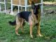 German Shepherd Puppies for sale in Hanover, PA 17331, USA. price: $1,000