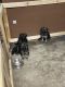 German Shepherd Puppies for sale in Hebron, IL 60034, USA. price: NA
