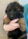 German Shepherd Puppies for sale in Wautoma, WI 54982, USA. price: $3,500
