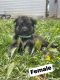 German Shepherd Puppies for sale in Yakima, WA, USA. price: $750