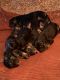 German Shepherd Puppies for sale in Lawton, OK, USA. price: NA
