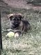 German Shepherd Puppies for sale in Westland, MI, USA. price: $1,500
