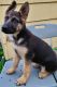German Shepherd Puppies for sale in Harrisonburg, VA, USA. price: $800