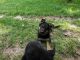 German Shepherd Puppies for sale in Lillington, NC 27546, USA. price: $350