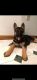 German Shepherd Puppies for sale in West Wyoming, PA 18644, USA. price: NA