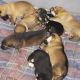 German Shepherd Puppies for sale in Trenton, NJ, USA. price: NA