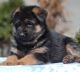 German Shepherd Puppies for sale in Broomfield, CO, USA. price: NA