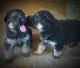 German Shepherd Puppies for sale in Davenport, IA, USA. price: NA