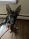 German Shepherd Puppies for sale in Greece, NY 14626, USA. price: NA