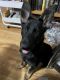 German Shepherd Puppies for sale in Central Falls, RI 02863, USA. price: NA