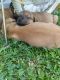 German Shepherd Puppies for sale in Lewes, DE 19958, USA. price: NA