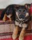 German Shepherd Puppies for sale in 2566 Oak Trail S, Clearwater, FL 33764, USA. price: NA