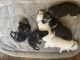 German Shepherd Puppies for sale in Conroe, TX 77301, USA. price: $2,000
