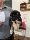 German Shepherd Puppies for sale in Lexington, SC 29073, USA. price: NA