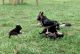 German Shepherd Puppies for sale in St Cloud, FL 34772, USA. price: $600