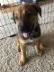 German Shepherd Puppies for sale in Apple Valley, MN 55124, USA. price: NA