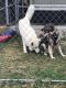 German Shepherd Puppies for sale in Nashville, TN, USA. price: NA