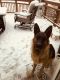 German Shepherd Puppies for sale in Highlands Ranch, CO, USA. price: $5,000