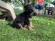 German Shepherd Puppies for sale in Harrisonville, MO 64701, USA. price: NA