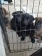 German Shepherd Puppies for sale in Pomona, CA, USA. price: NA
