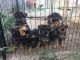 German Shepherd Puppies for sale in Ashburn, VA, USA. price: NA