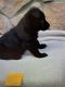 German Shepherd Puppies for sale in Whitehouse Station, NJ 08889, USA. price: NA