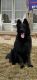 German Shepherd Puppies for sale in Archbold, OH 43502, USA. price: NA