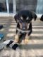 German Shepherd Puppies for sale in Moreno Valley, CA 92551, USA. price: $650
