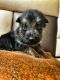 German Shepherd Puppies for sale in East of Kailash, New Delhi, Delhi 110065, India. price: 30000 INR