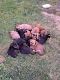 German Shepherd Puppies for sale in Springfield, OH, USA. price: NA